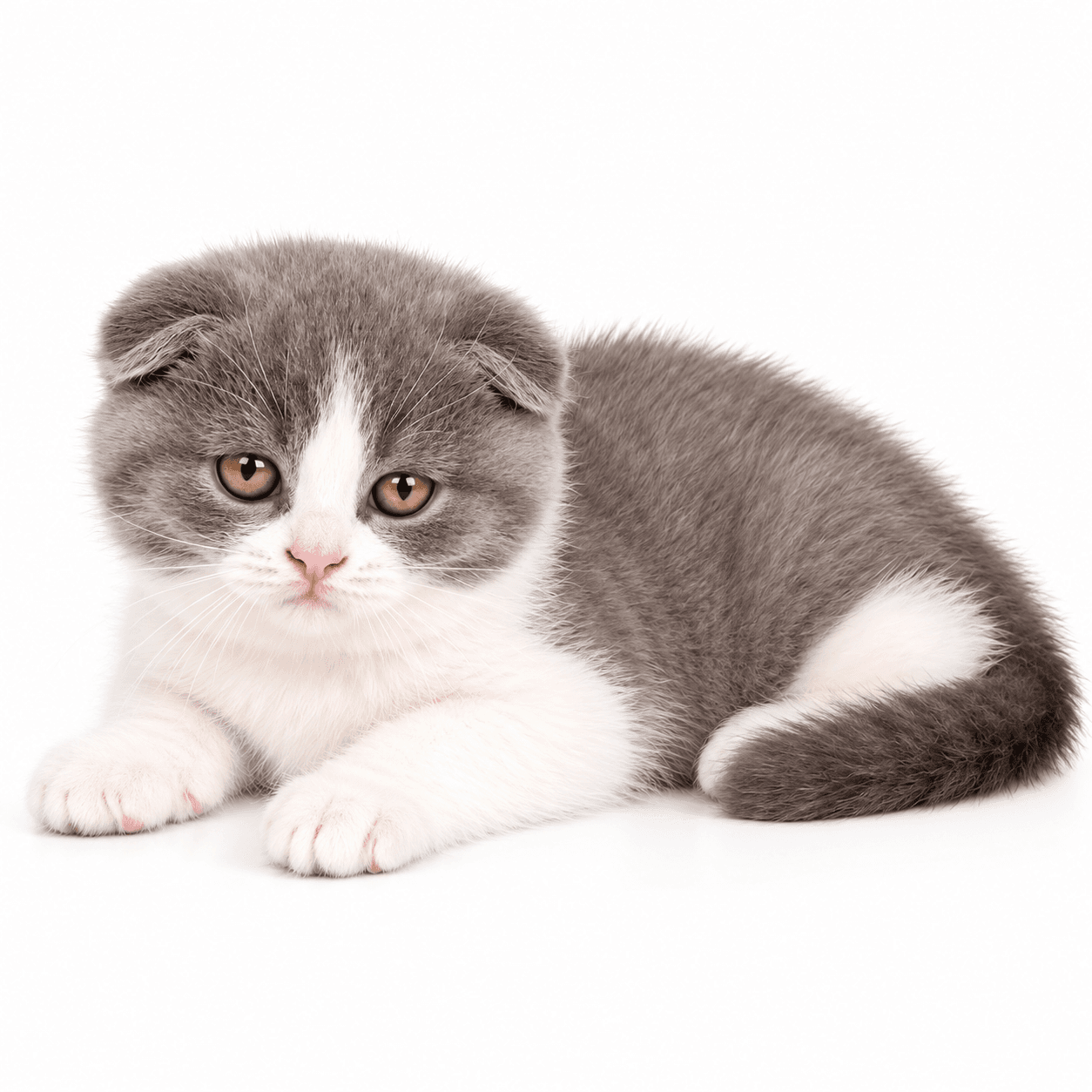 Productos para gatitos
